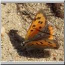Lycaena phlaeas - Kleiner Feuerfalter 09.jpg